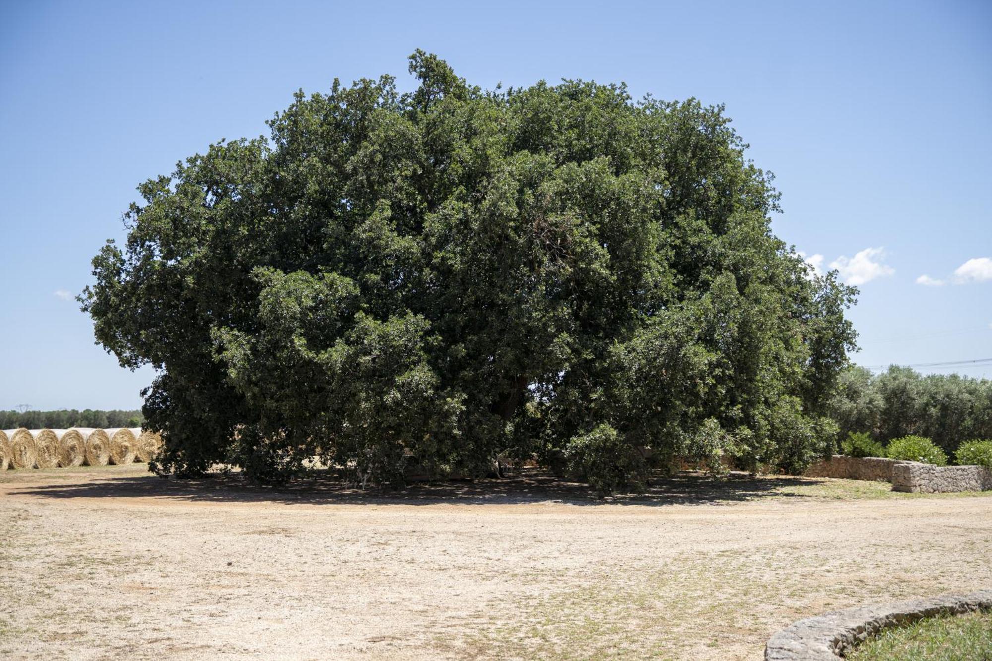 Masseria Palmo Francavilla Fontana Exteriör bild